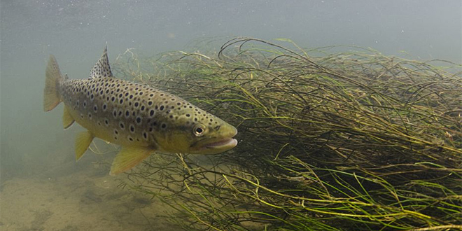Helping Fish Commute